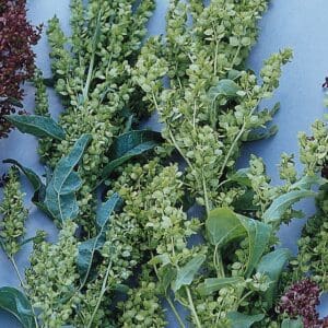 Atriplex hortensis Green Plume