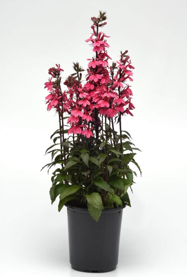 Lobelia speciosa Starship™ Rose