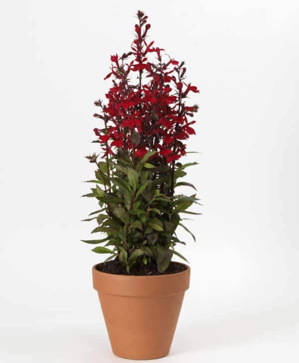 Lobelia speciosa Starship™ Scarlet