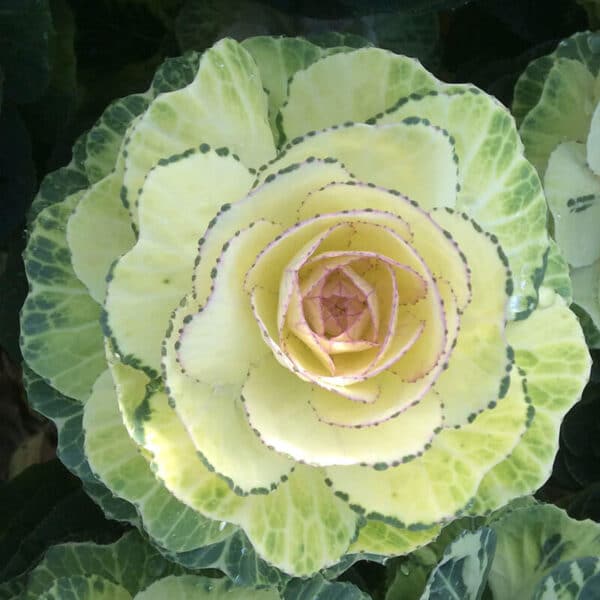 Brassica oleracea F1 Condor White - Image 2