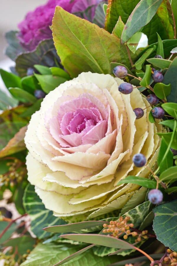 Brassica oleracea F1 Condor White - Image 3
