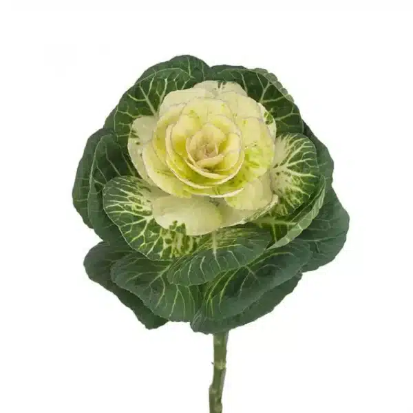 Brassica oleracea F1 Condor White