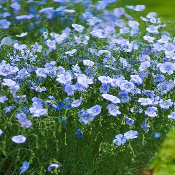 Linum usitatissimum