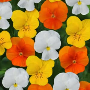 Viola cornuta F1 Sorbet® XP Citrus mixture