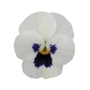 Viola cornuta F1 Sorbet® XP White Blotch