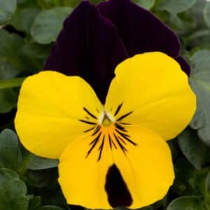 Viola cornuta F1 Sorbet® XP Yellow Jump Up