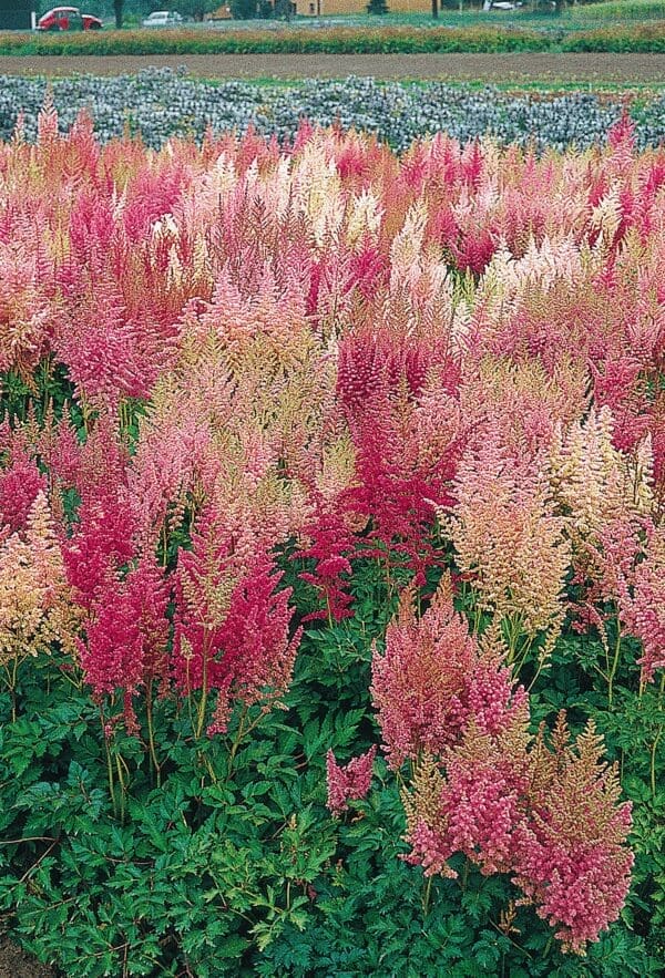 Astilbe arendsii Rhapsody - immagine 4