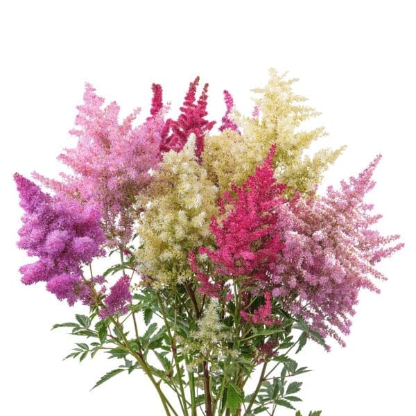 Astilbe arendsii Rhapsody - immagine 2