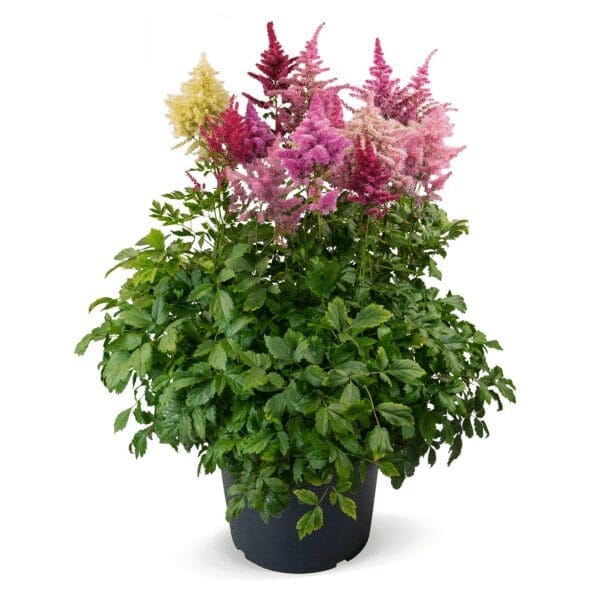 Astilbe arendsii Rhapsody