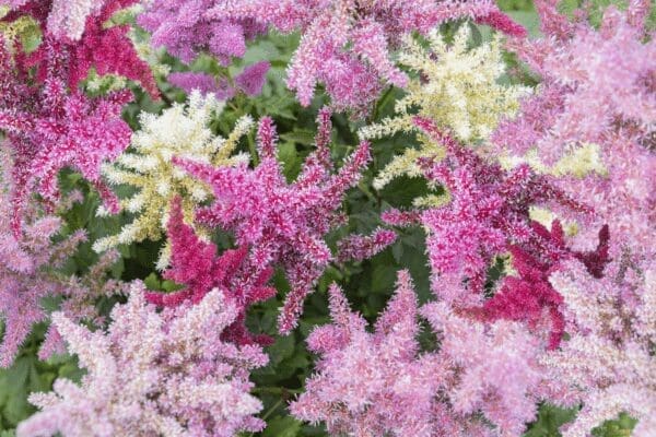 Astilbe arendsii Rhapsody - immagine 3