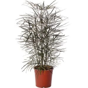 Dizygotheca elegantissima