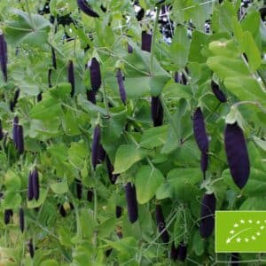 Pisum sativum (Gray pea) Blauwschokker BIO
