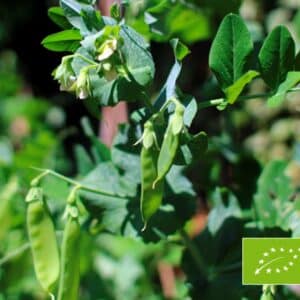 Pisum sativum (Sugar pea) Hendriks BIO