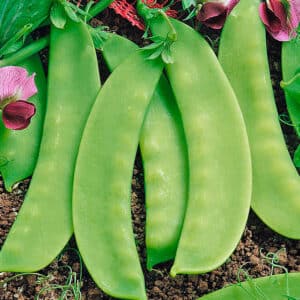 Pisum sativum (Sugar pea) Sweet Salome