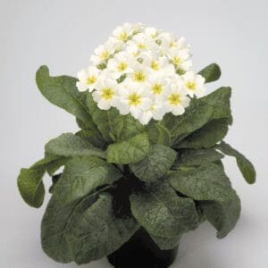 Primula elatior F₁ Crescendo® White