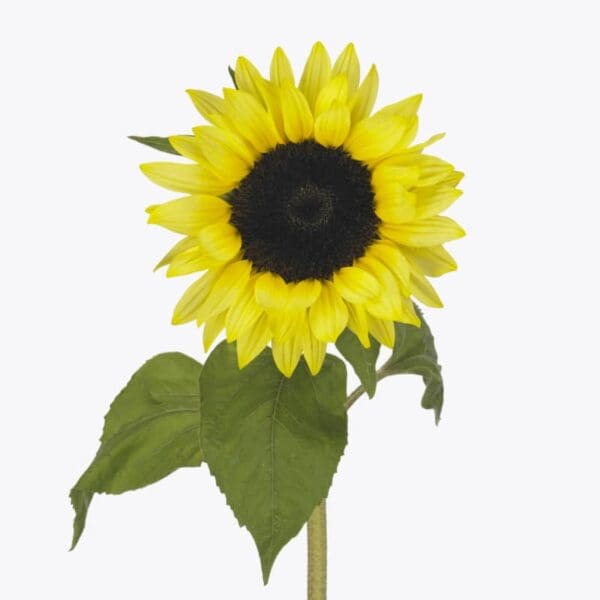 Helianthus annuus F1 (Sunflower) Sunrich Limoncello Summer - Image 2
