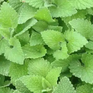 Nepeta cataria (Catnip)