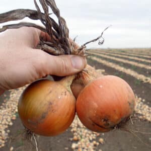 Allium cepa (Ui) Dagmar