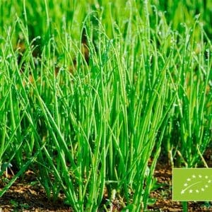 Allium fistulosum (Cebolla de ramillete) Cosmo Winterhecke BIO