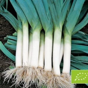 Allium porrum (Poireau) Hilari BIO