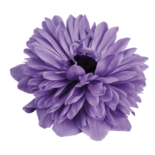 Anemone coronaria Levante® Blue