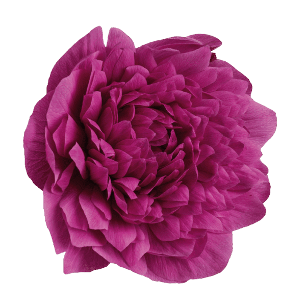 Anemone coronaria Levante® Fuchsia