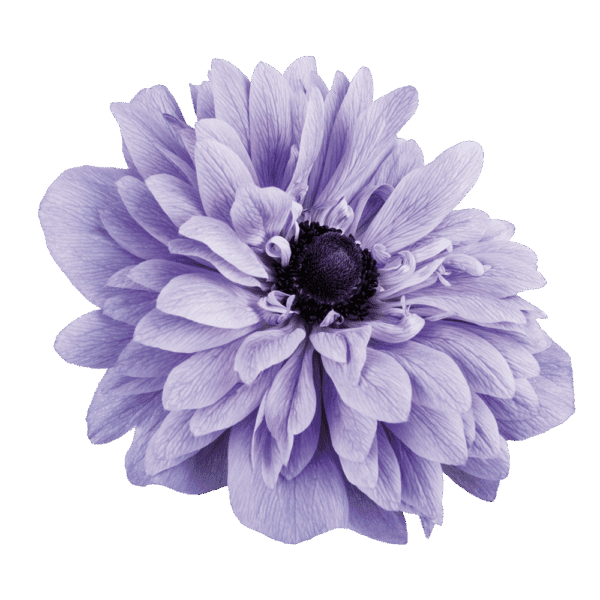 Anemone coronaria Levante® Heavenly Blue