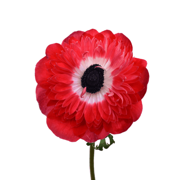 Anemone coronaria Levante® Red - Image 2