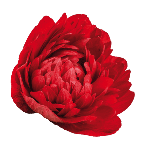 Anemone coronaria Levante® Red