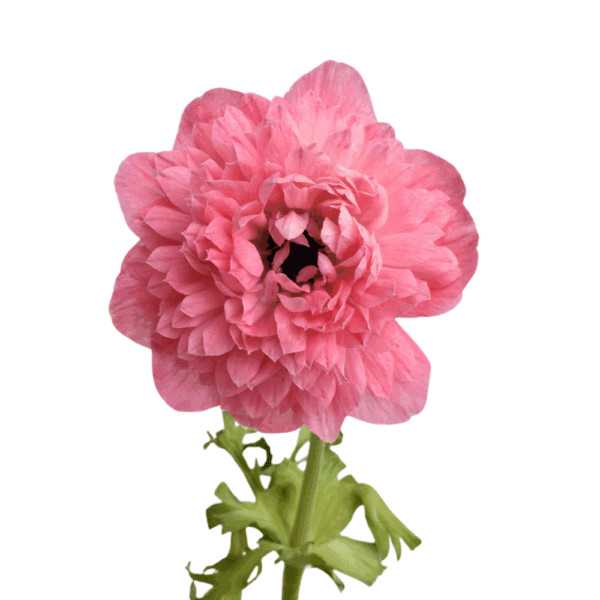 Anemone coronaria Levante® Rose - Image 2