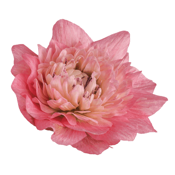 Anemone coronaria Levante® Rose