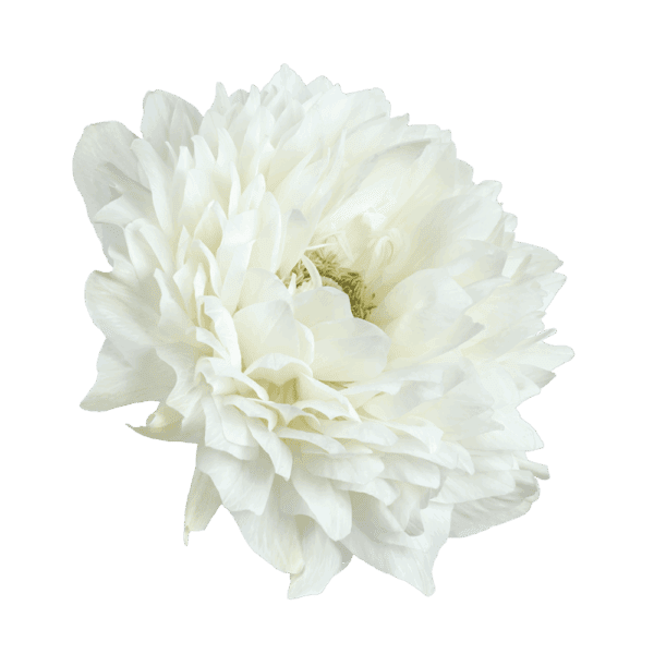 Anemone coronaria Levante® White