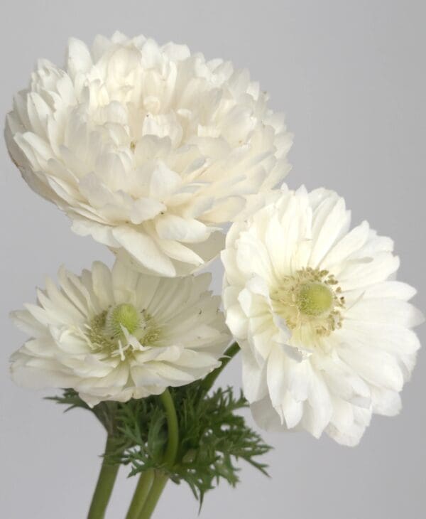 Anemone coronaria Levante® White - Image 2