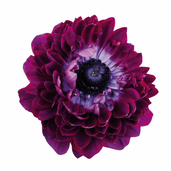 Anemone coronaria Levante® Wine