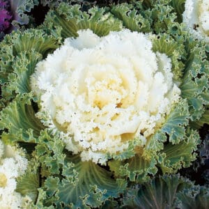 Brassica oleracea F1 Nagoya White