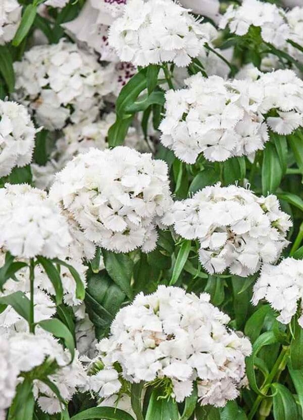 Dianthus barbatus Tall Single Albus