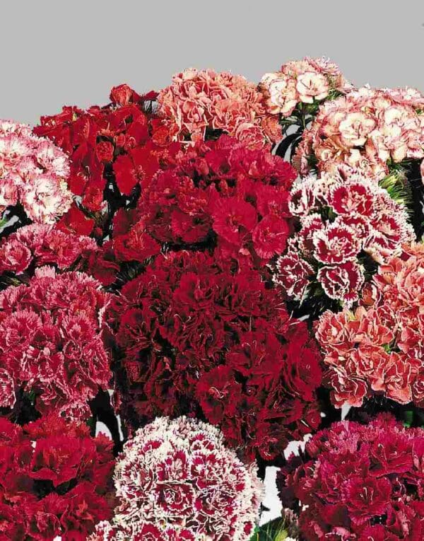 Dianthus barbatus Tall Double mixture (Super Duplex)