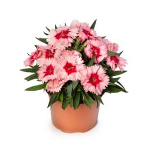 Dianthus chinensis Super Parfait Strawberry