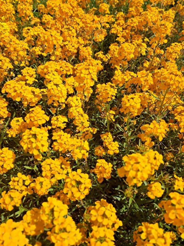 Erysimum x allionii (Cheiranthus) Orange - Afbeelding 2