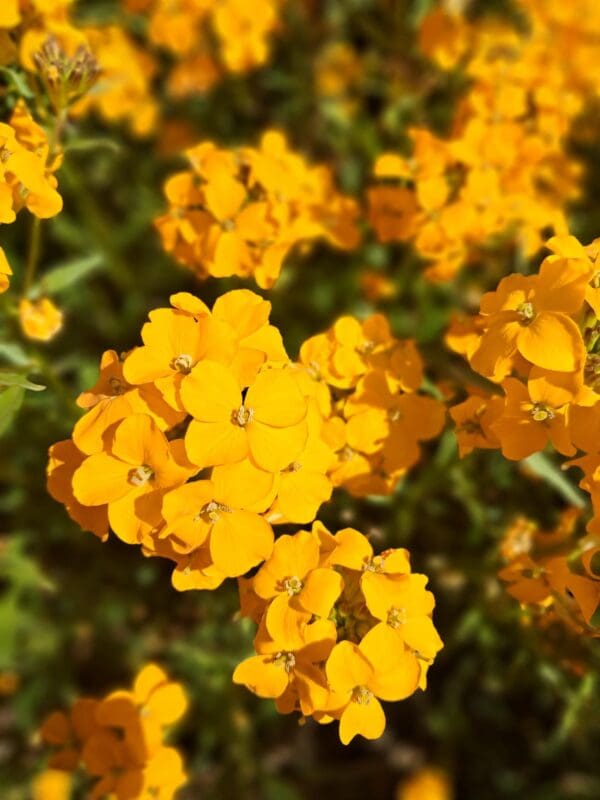 Erysimum x allionii (Cheiranthus) Orange