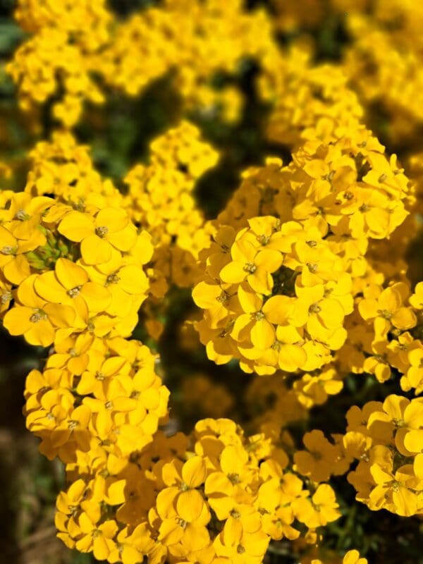 Erysimum x allionii (Cheiranthus) Yellow