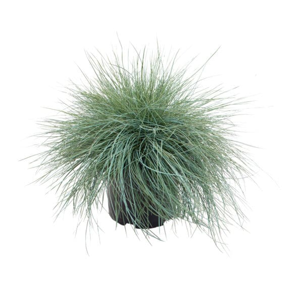 Festuca glauca (cinerea) Freddy