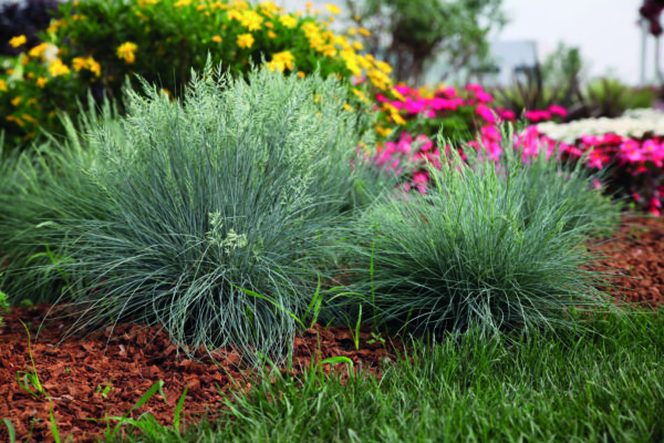 Festuca valesiaca var. glaucantha Buddy - Image 2