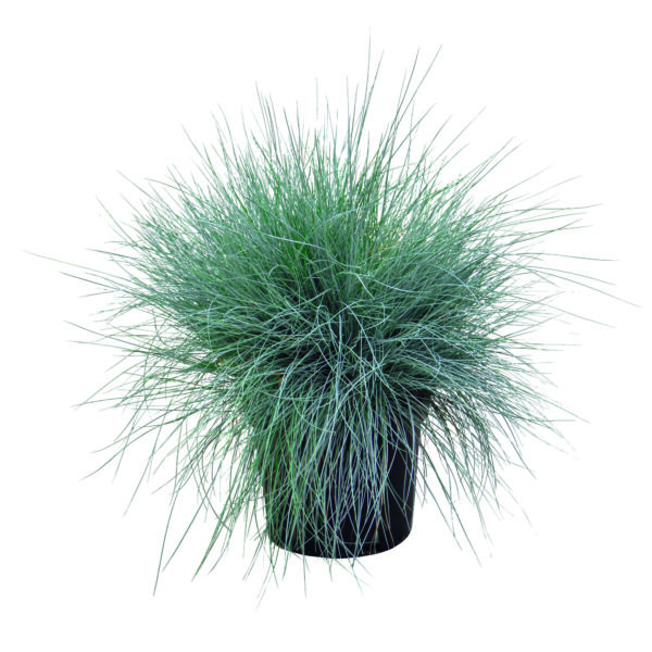 Festuca valesiaca var. glaucantha Buddy