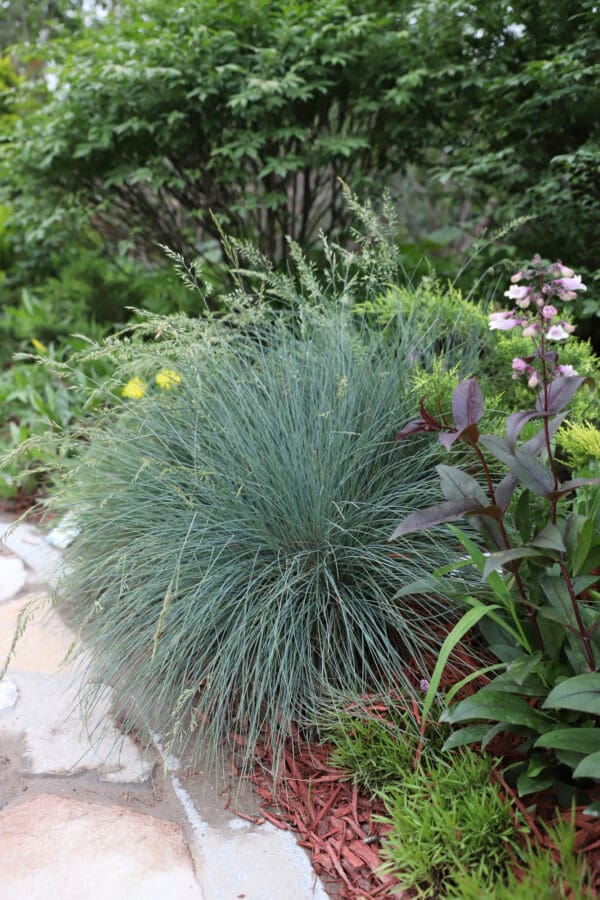 Festuca valesiaca var. glaucantha Buddy - Image 3