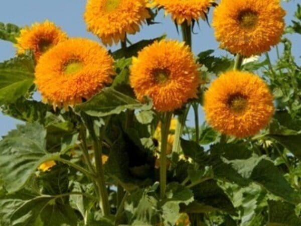 Helianthus annuus (Sunflower) Orange Sun – Bild 2