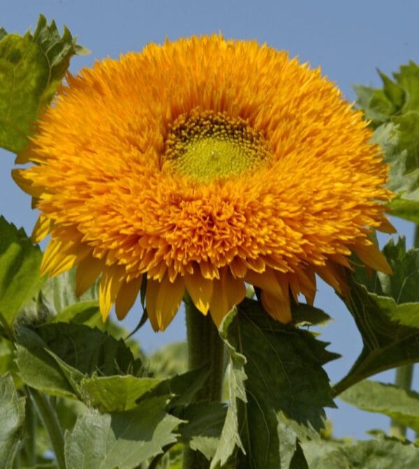 Helianthus annuus (Sunflower) Orange Sun