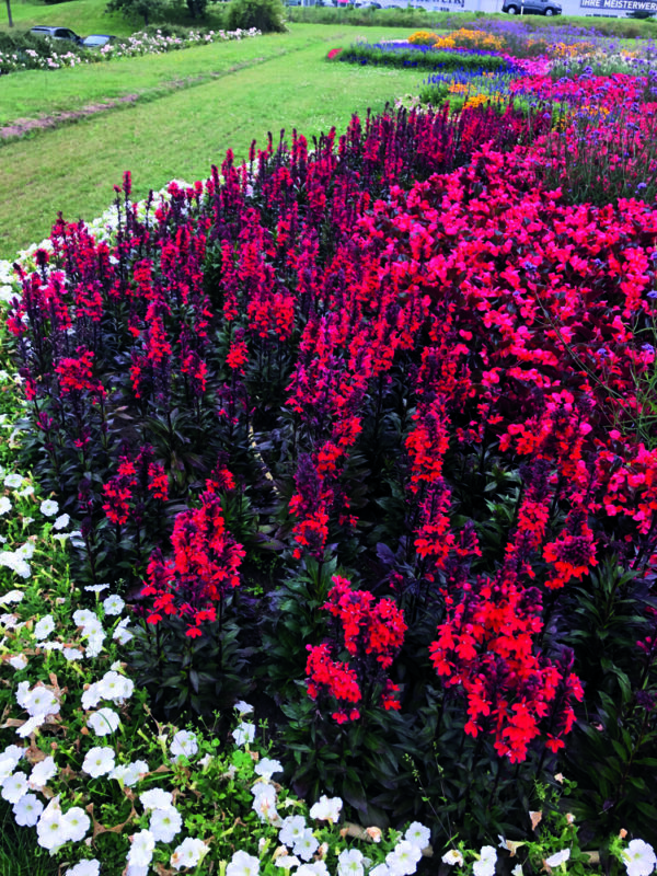 Lobelia speciosa F₁ Fan® Scarlet - Image 4