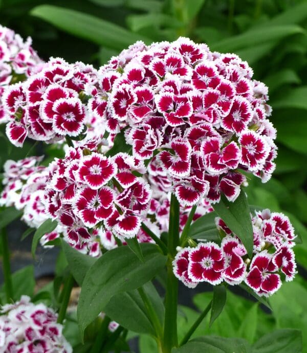 Dianthus barbatus QIS® Etournelle Red-White Bicolor