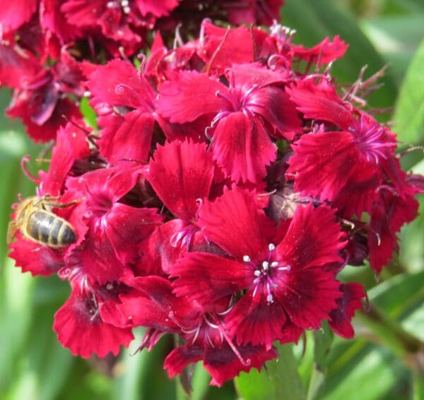 Dianthus barbatus QIS® Etournelle Purple